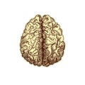 Sticker of human brain. Vintage anatomy engraving sketch organ isolated on white background. Good idea for design retro Royalty Free Stock Photo