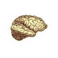 Sticker of human brain. Vintage anatomy engraving sketch organ isolated on white background. Good idea for design retro Royalty Free Stock Photo