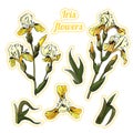Sticker pack of  branches and leaves of yellow  iris flowers. Hand drawn ink and colored sketch. Royalty Free Stock Photo