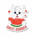 Sticker Sweet Summer. Greeting postcard. Little cute white cat is eating a slice of watermelon