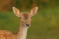 Female fallow deer (Dama dama) Royalty Free Stock Photo