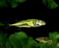 Stickleback, gasterosteus aculeatus