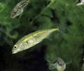 Stickleback, gasterosteus aculeatus