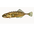 Stickleback Gasterosteus on white background