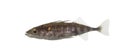 Stickleback on white background Royalty Free Stock Photo