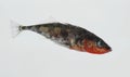 stickleback on a white background Royalty Free Stock Photo