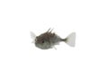 Stickleback on white background Royalty Free Stock Photo