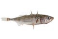 Stickleback on white background Royalty Free Stock Photo