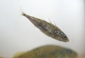 Stickleback on white background Royalty Free Stock Photo