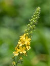 Sticklewort agrimonia eupatoria plant