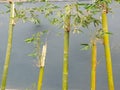 sticks of bamboo with leaves