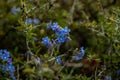 Stickseed Blossoms Growing on Bush in Yosemite Royalty Free Stock Photo