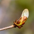 Sticky bud of the Horse Chesnut tree bursting into leaf