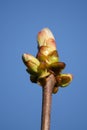 Sticky bud of the Horse Chesnut tree bursting into leaf