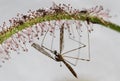 Sticky carnivorous drosera leave with mosquito trapped