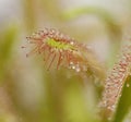 Sticky carnivorous plant leaves