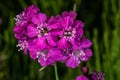 Sticky Catchfly or Clammy Campion