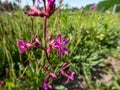 Sticky catchfly or Clammy campion (viscaria vulgaris) flowering with bright rosy-pink flowers in the garden in summer