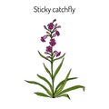 Sticky catchfly Silene viscaria , medicinal plant