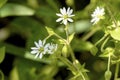 Sticky Mouse-ear Chickweed 605062