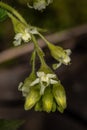 Sticky Currant