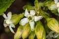 Sticky Currant