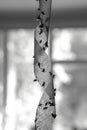 Sticky flypaper with glued flies, trap for flies or fly-killing device. in home background, copyspace. black and white concept of Royalty Free Stock Photo