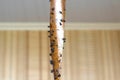 Sticky flypaper with glued flies, trap for flies