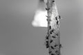Sticky flypaper with glued flies, trap for flies or fly-killing device. in home background, copyspace. black and white concept of Royalty Free Stock Photo