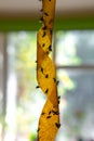 Sticky flypaper with glued flies, trap for flies or fly-killing device. in home background, copyspace. strip or fly ribbon concept