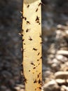 Sticky flypaper with glued flies, trap for flies