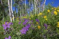 Sticky Geranium arnica Aster flower blossom Royalty Free Stock Photo