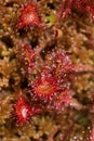 Sticky hairs on leaves of sundew plant in New Hampshire.