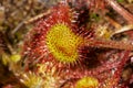 Sticky hairs of a sundew plant in Wilmot, New Hampshire