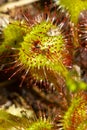 Sticky hairs of a sundew plant in Wilmot, New Hampshire