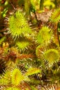 Sticky hairs of a sundew plant in Wilmot, New Hampshire