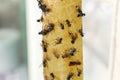 Sticky insect tape with dead flies on blurred background, closeup Royalty Free Stock Photo