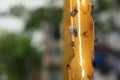 Sticky insect tape with dead flies on blurred background, closeup. Space for text Royalty Free Stock Photo