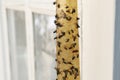 Sticky insect tape with dead flies on blurred background, closeup. Space for text Royalty Free Stock Photo