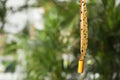 Sticky insect tape with dead flies on blurred background, space for text Royalty Free Stock Photo