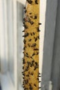 Sticky insect tape with dead flies on blurred background, closeup Royalty Free Stock Photo