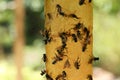 Sticky insect tape with dead flies on blurred background, closeup Royalty Free Stock Photo