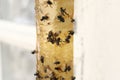 Sticky insect tape with dead flies on blurred background, closeup Royalty Free Stock Photo