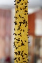 Sticky insect tape with dead flies on blurred background, closeup Royalty Free Stock Photo