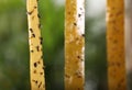Sticky insect tapes with dead flies on blurred background, space for text Royalty Free Stock Photo