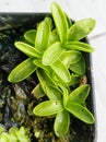 Sticky Leaf of Pinguicula primuliflora Carnivorous Plant Royalty Free Stock Photo