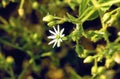 Sticky Mouse-ear Chickweed 44468