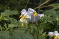 Sticky Nightshade, Solanum sisymbriifolium flowers close up