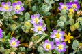 Sticky sand spurry Spergularia macrotheca wildflowers blooming on the Pacific Ocean coastline, San Francisco bay area, Royalty Free Stock Photo