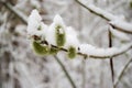 Sticky snow on branches.